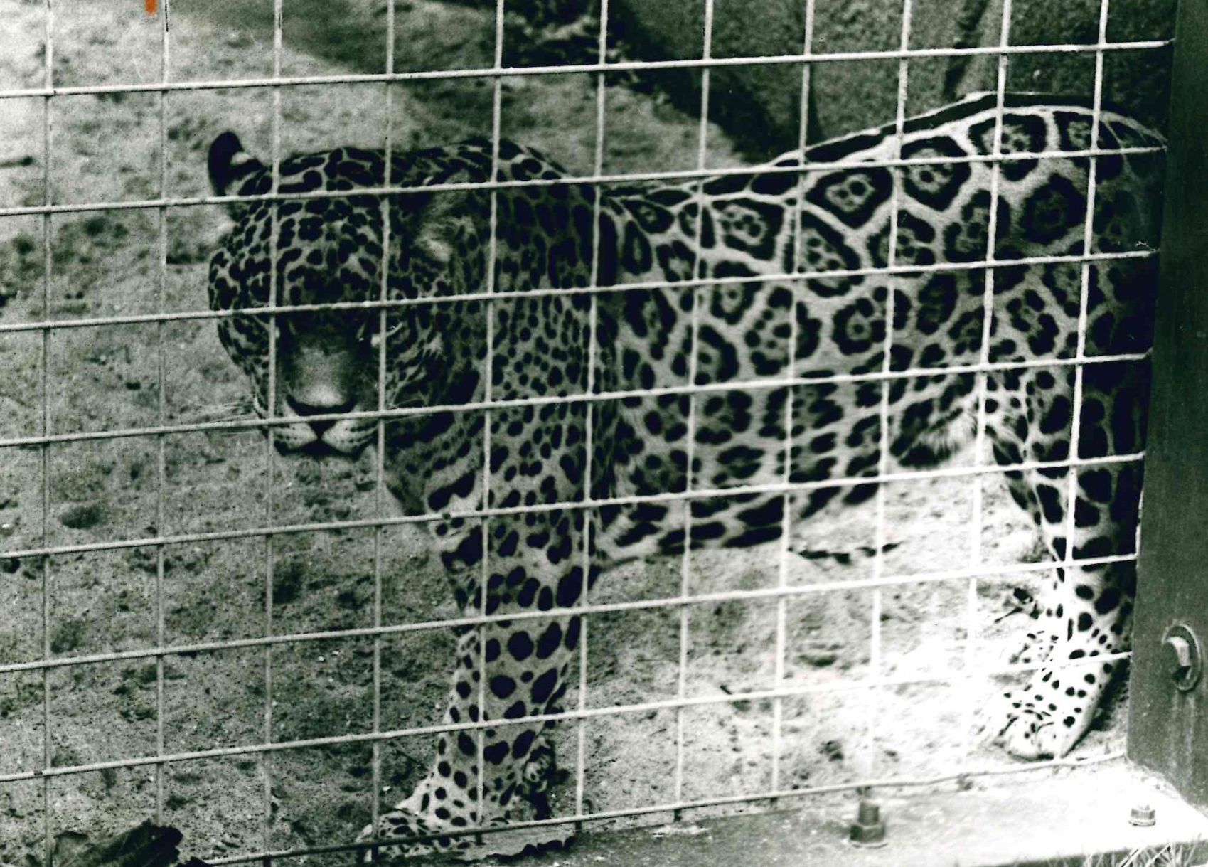 Jaguar